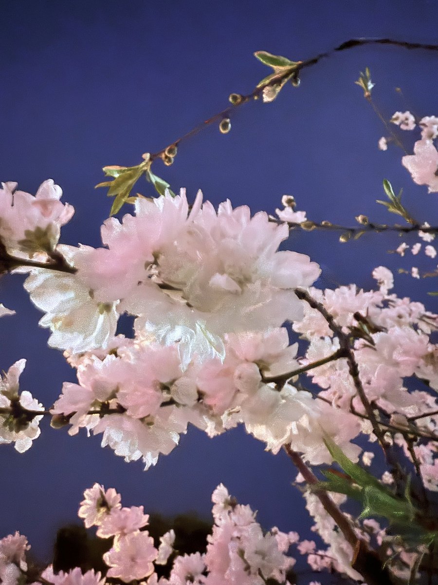 t_miyata_kmf2's tweet photo. 夜桜もいいねっ🌸 https://t.co/uO0OZWedF4