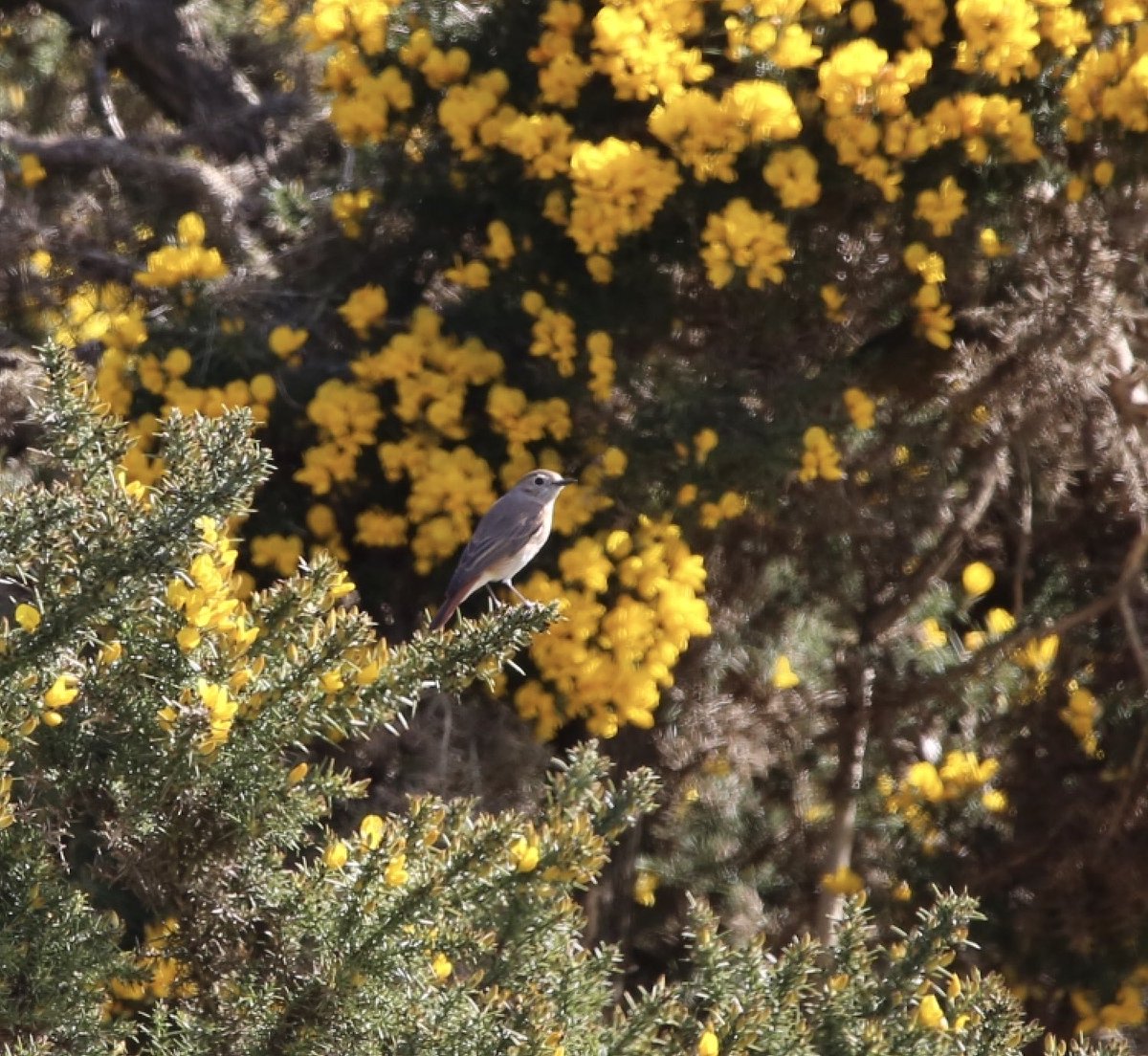 Cleeve hill common today - a Redstart, 6 Stonechat, 2 Corn bunting, 2 Yellowhammer, 3 Willow warbler #glosbirds