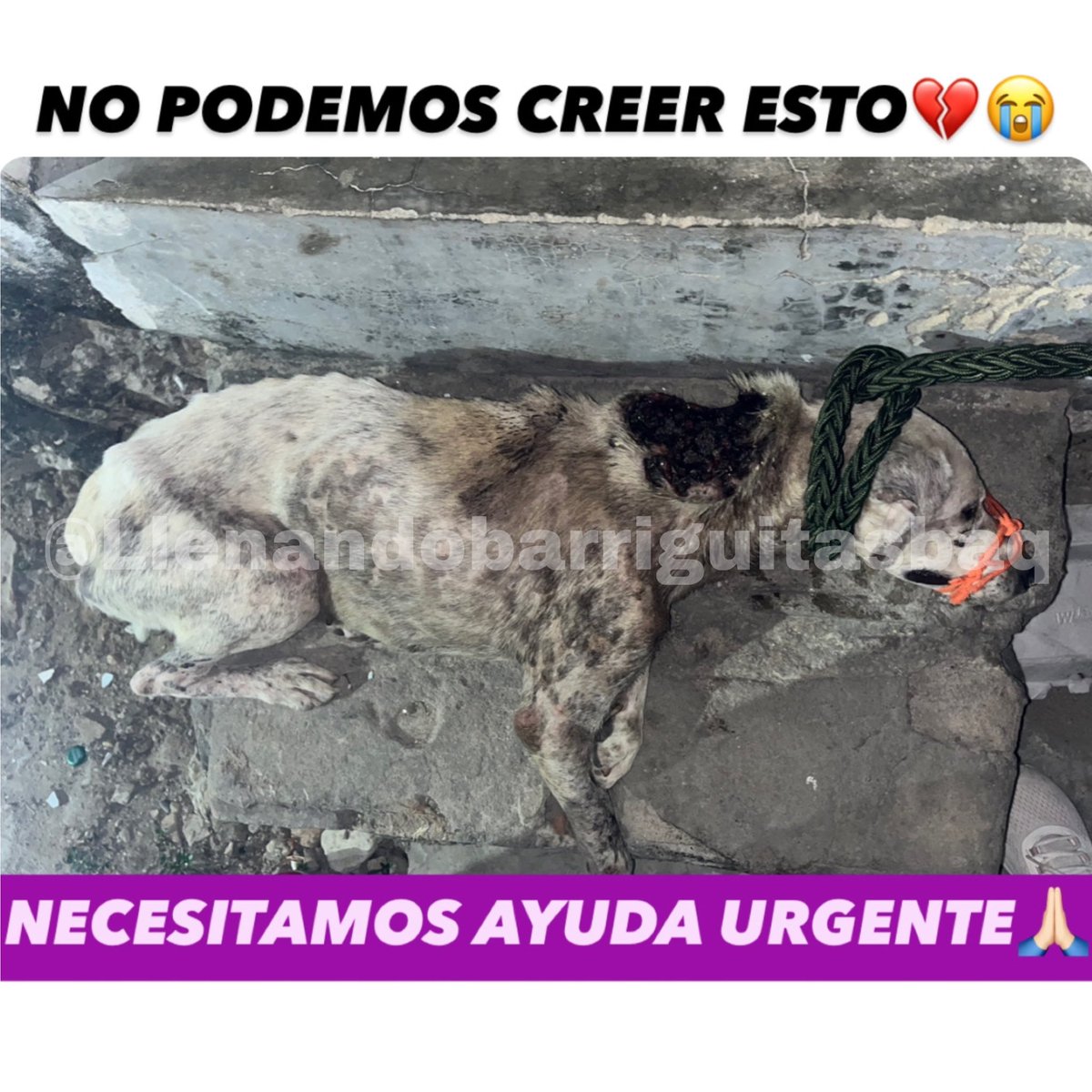 nana1gc's tweet photo. Ayer casi a media noche en el barrio las Malvinas encontré a este ser💔

No hemos reunido nisiquiera el arriendo del refugio pero a esa hora que podía hacer? No me daba el corazón 

En serio esta vez los necesitamos muchísimo💔😭 POCHO LOS NECESITA! https://t.co/laYWzC0PnP