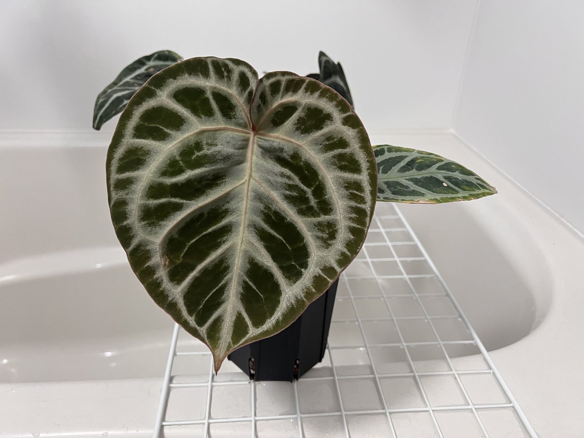 固まってきたkos×rc