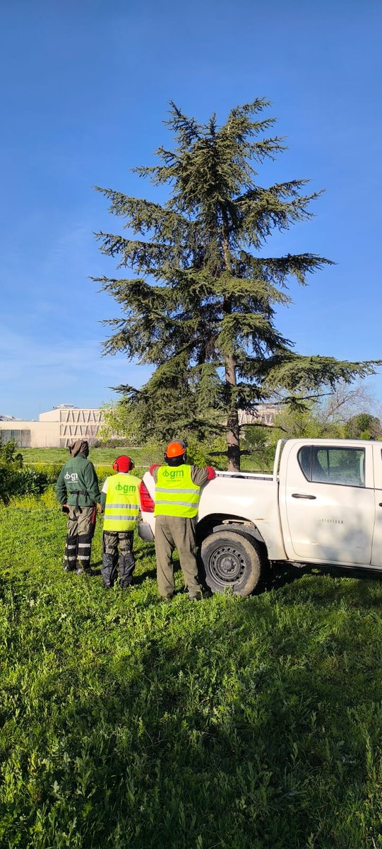AVMontecarmelo's tweet photo. ⚠️⚠️⚠️CONCENTRACIÓN HOY A LAS 17H EN EL #ParqueDeMontecarmelo ⚠️⚠️⚠️

Di #NoAlaMotosierraDeAlmeida
Y sí a preservar este #TesoroDeMadrid , 
corazón verde entre coles y casas

10.000m2 NO son vestuarios
#MegaCantónConSelurDelNoroeste a zona industrial. 

#NoAlaTala https://t.co/MY4kmX1aXg