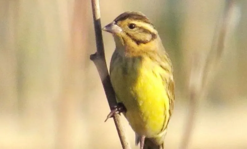Hope takes flight at #LoktakLake
The critically endangered Yellow-breasted Bunting (Lam-Sendrang) has been spotted again in Manipur’s Ramsar gem. Once abundant, now rare—this sighting at one of NE India’s vital wetlands is a small but powerful win for conservation. #Birds #Nature