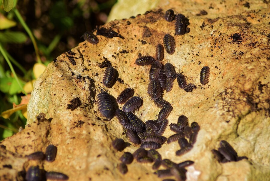 CleanitCenter's tweet photo. 🐜🪳🐀 PEST ALERT: Fumigation vs. Modern Pest Control in Nairobi 🏠🍽️

Tired of cockroaches, rats &amp; bedbugs in your home, office, or eatery?

Let’s talk about the real solution—especially for places like Kasarani, Roysambu, Mwiki &amp; Githurai.
🧵👇 https://t.co/HlOEe6M2PF