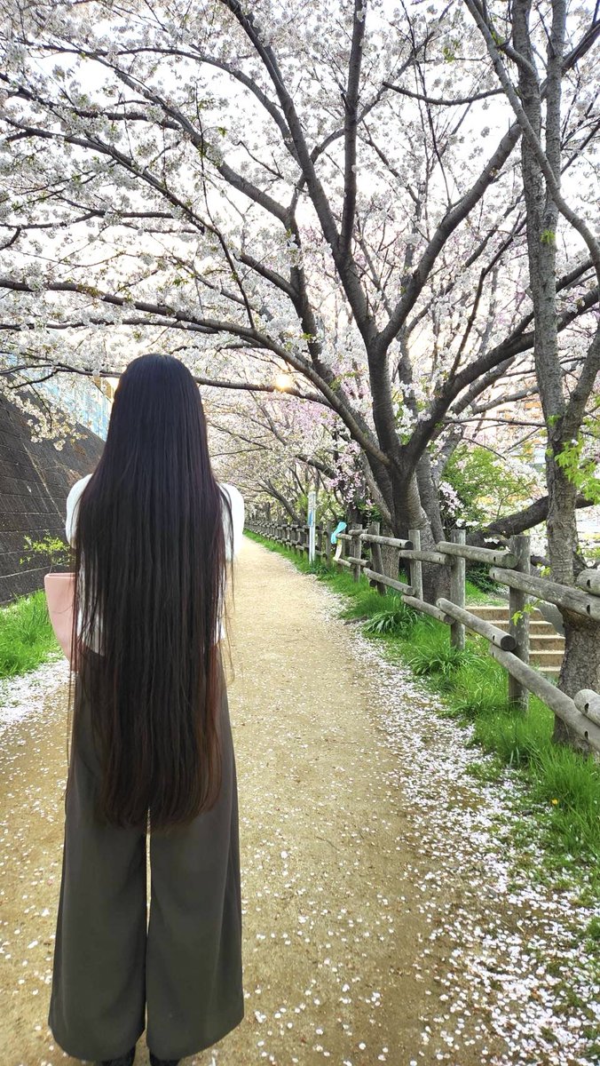 桜🌸
#桜の木 #桜の花びら #スーパーロングヘア #ストレートヘア #ロングヘア