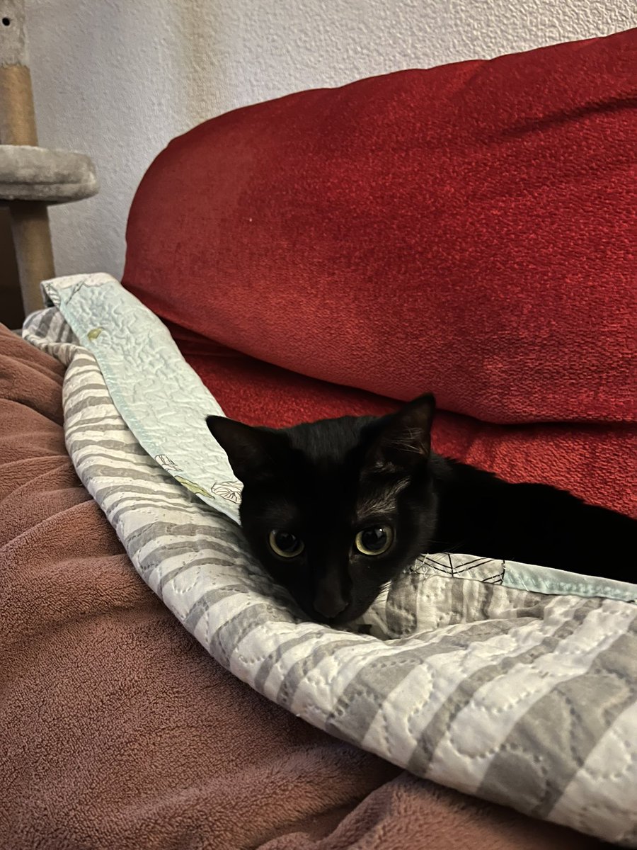 KokeTami's tweet photo. Ojazos preciosos❗️
😻😻 https://t.co/YciQZpp5B9