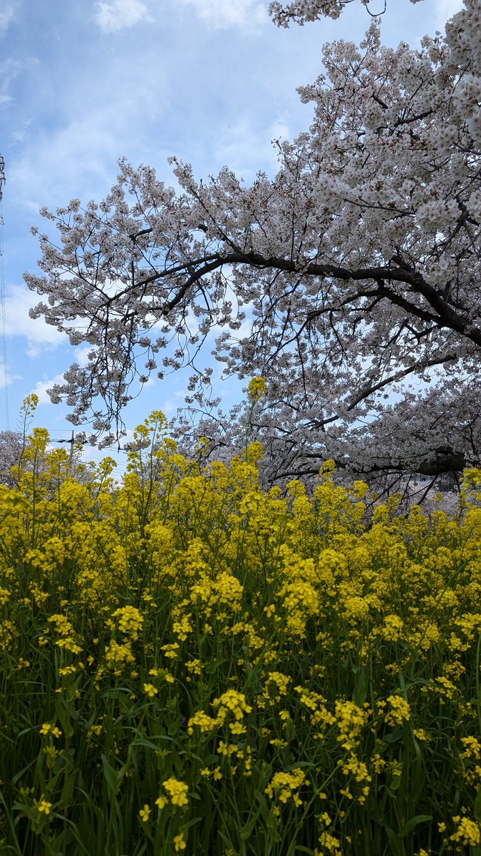 hcram55's tweet photo. ✨✨🌸 𝕊𝔸𝕂𝕌ℝ𝔸 🌸✨✨
菜の花
春はいいなぁ～ https://t.co/MFWyvbHFjM