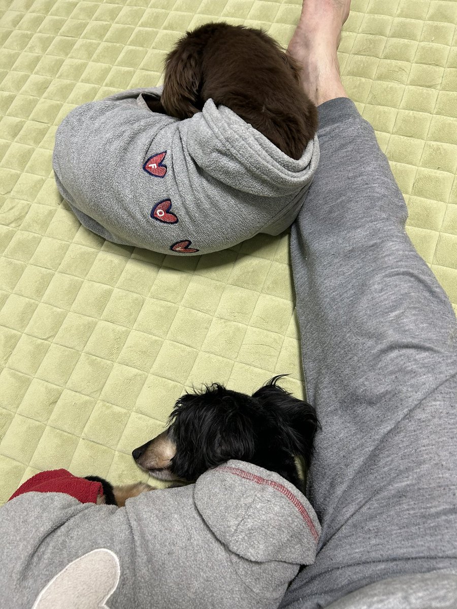 goofyalice2013's tweet image. この状態から動けずに、、、腰が痛い（泣）

＃わんちゃん
＃ダックス
＃腰が痛い
＃声優