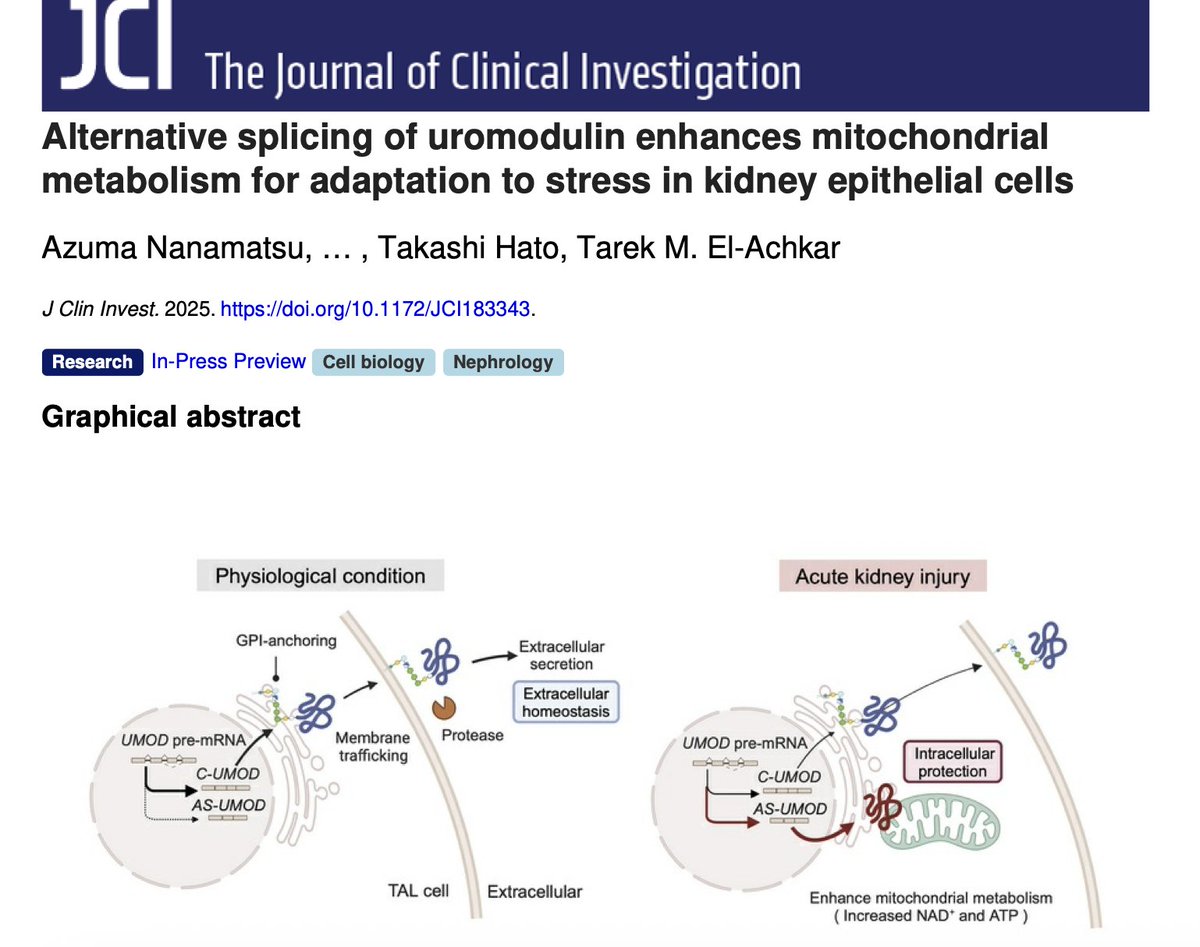 Katalin Susztak (@ksusztak) on Twitter photo Alternative splicing of uromodulin enhances mitochondrial metabolism for adaptation to stress in kidney epithelial cells <a href="/AshkarLab/">Tarek M. Ashkar (El-Achkar)</a> <a href="/jclinicalinvest/">Journal of Clinical Investigation</a> Alternative splicing of uromodulin enhances mitochondrial metabolism for adaptation to stress in kidney epithelial cells <a href="/AshkarLab/">Tarek M. Ashkar (El-Achkar)</a> <a href="/jclinicalinvest/">Journal of Clinical Investigation</a>