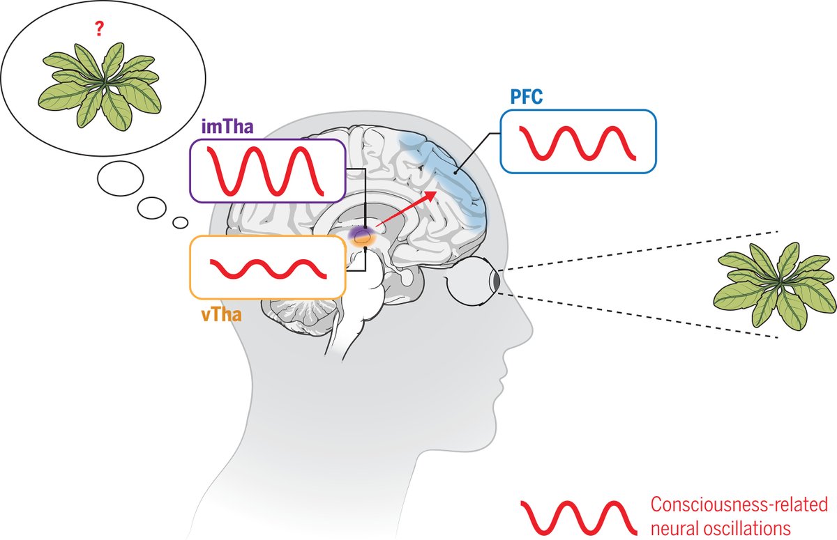Using direct, intracranial brain recordings in humans, a new study in Science finds that the thalamus, a small region located deep within the brain, plays a pivotal role in conscious perception. scim.ag/3R9rRhd