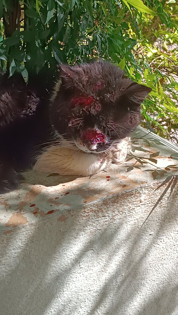 Oi gente tudo bem? Eu nao costumo fazer isso aqui mas eu to muito preocupada, esses dias apareceu esse gatinho onde eu moro e ele ta gravemente machucado, eu e minhas vizinhas queriamos muito ajudar ele mas os apartamentos aqui sao externamente pequenos e todas nos ja temos +