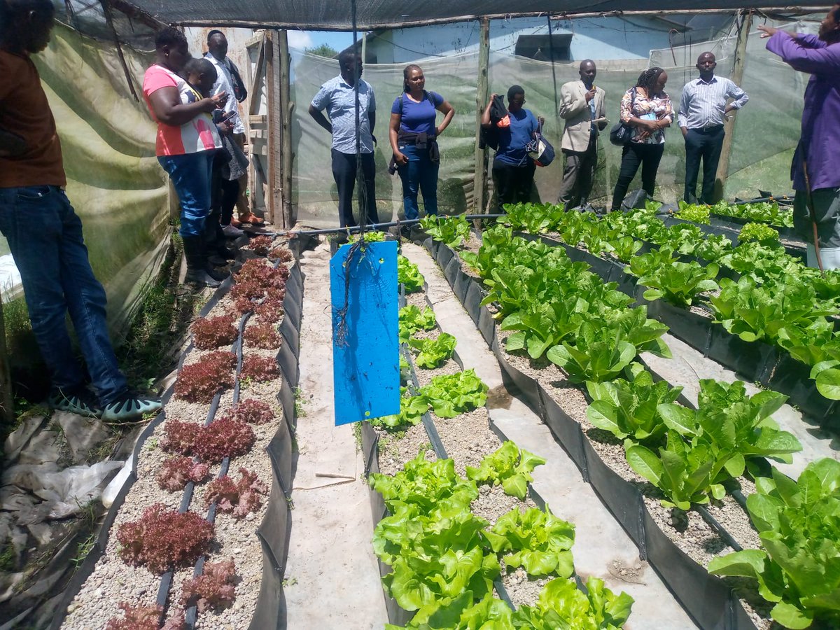 Officers from Thika Main, Thika Women, Ruiru, Maranjau, Kamiti Medium, Kamiti YCTC, Nairobi West, Lang'ata Women, and Jamuhuri recently visited Osiligi Farm in Kiserian for an inspiring learning experience! 🌱

#rodikenya #rodiworkinprisons #RODIngokenyaworkinginprisons
