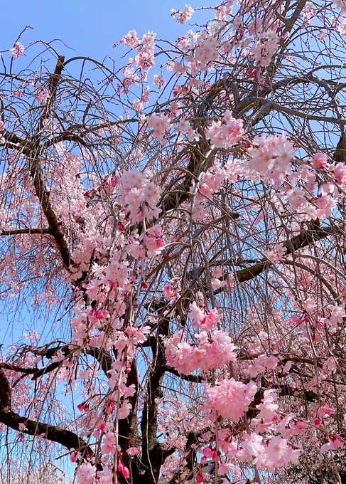 今日出先で 天気も良くて花見日和でした