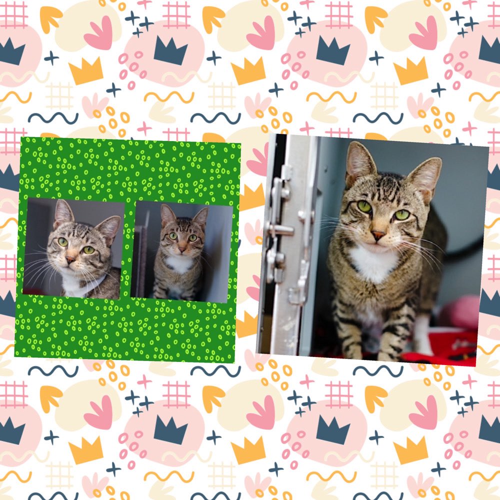 Kimberlykokourt's tweet image. Handsome #Mochi Needs A Placement By Thursday April 10, 2025 By 12PM! Hello, my name is Mochi. My animal id is #ID218934. I am a desexed male brown #tabby/white #cat at the #QueensACC. 2 Years Old! Adult Home With No Dogs! Bit Owner Numerous Times! #CatsOfX #NYCACC : Level 3! RT!