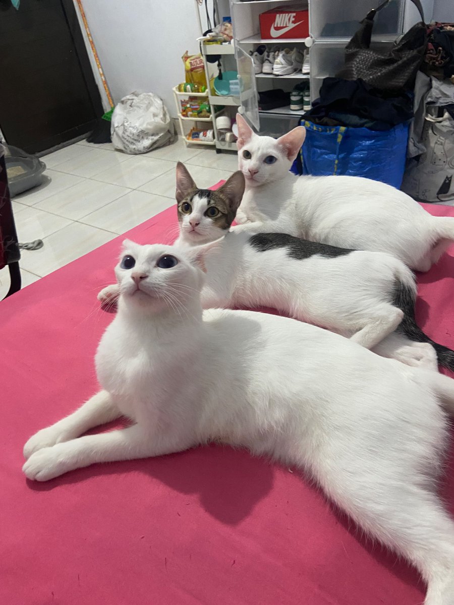 crunchypraline's tweet photo. *Open Adopt For Free*
Halo,sedii tp aku open adopt ya ada 3 kucing yg putih besar betina , putih dengan odd eye jantan (6 bln) yg hitam putih betina juga ( 6 bln).Alasannya srg ditegur sama ibu kos krn mereka aktif bgt,kalau pndh kosan susah cari yg dkt sm tmpt krj :(

📍 jakbar https://t.co/3WCxFyVbcj
