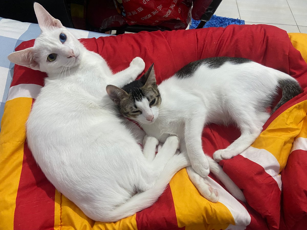 crunchypraline's tweet photo. *Open Adopt For Free*
Halo,sedii tp aku open adopt ya ada 3 kucing yg putih besar betina , putih dengan odd eye jantan (6 bln) yg hitam putih betina juga ( 6 bln).Alasannya srg ditegur sama ibu kos krn mereka aktif bgt,kalau pndh kosan susah cari yg dkt sm tmpt krj :(

📍 jakbar https://t.co/3WCxFyVbcj