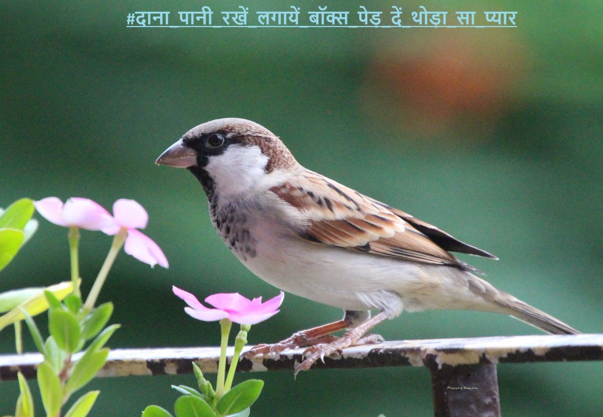 dillipkdeheri's tweet photo. गर्मी ☀️ का मौसम है, आंगन में रखना पानी 🥣है
#गौरैया #हमारी_गौरैया_सबकी_गौरैया #save_sparrow #sparrow #SavePlanet_SaveLife
@DEFCCOfficial
@moefcc
🐥📷@sanjaykumar_iis https://t.co/ePoIgAOrYJ