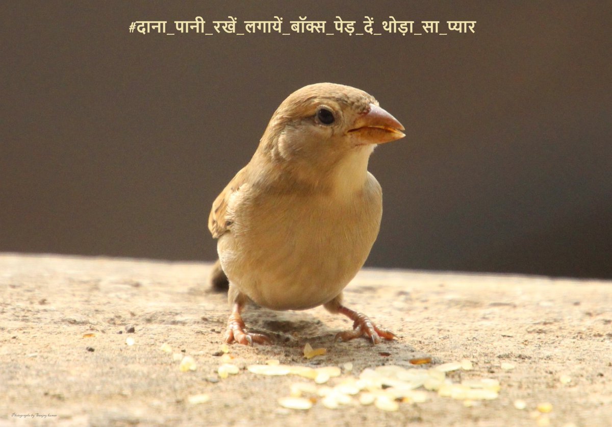 dillipkdeheri's tweet photo. गर्मी ☀️ का मौसम है, आंगन में रखना पानी 🥣है
#गौरैया #हमारी_गौरैया_सबकी_गौरैया #save_sparrow #sparrow #SavePlanet_SaveLife
@DEFCCOfficial
@moefcc
🐥📷@sanjaykumar_iis https://t.co/ePoIgAOrYJ