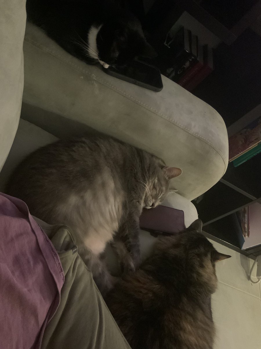 Courtesy of Cat tweet media