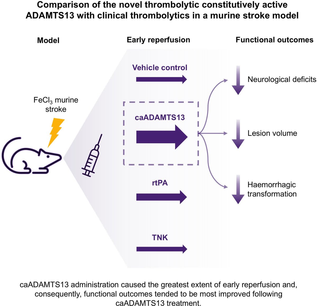 Stroke AHA/ASA (@strokeaha_asa) on Twitter photo A novel thrombolytic — caADAMTS13 — has improved thrombolytic efficacy against platelet-rich thrombi, compared to current #stroke treatments. <a href="/cjsmithdr/">Craig J Smith</a> <a href="/KieronSouth/">Kieron South</a> <a href="/GJBrainResearch/">GJBrainResearch</a> <a href="/TheStrokeAssoc/">Stroke Association</a> <a href="/OfficialUoM/">The University of Manchester</a> #AHAJournals ahajrnls.org/4lBJeFA A novel thrombolytic — caADAMTS13 — has improved thrombolytic efficacy against platelet-rich thrombi, compared to current #stroke treatments. <a href="/cjsmithdr/">Craig J Smith</a> <a href="/KieronSouth/">Kieron South</a> <a href="/GJBrainResearch/">GJBrainResearch</a> <a href="/TheStrokeAssoc/">Stroke Association</a> <a href="/OfficialUoM/">The University of Manchester</a> #AHAJournals ahajrnls.org/4lBJeFA