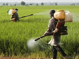 GhIpob's tweet photo. #IPOB_GH_AGRIC_CAMPAIGN
It's farming season! 
Let's help bring in crop pesticides and help educate our homeland farmers on crops protection after planting 

@real_IpobDOS @ChinasaNworu @IgboHistoFacts
@OnyeukwuJ7546
@EmekaGift100
@IPOB_Ashanti
@BiafransT
@ipobTamale
@WesternGhana https://t.co/sJTzQnerHH
