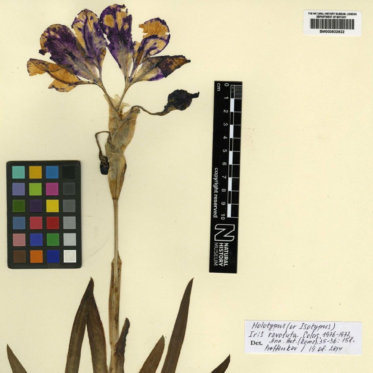 Collected #OnThisDay in 1976 a beautiful Iris plant found in Porto Casareo, Italy. This is the type specimen for Iris revoluta, the example specimen for which the species was named. #Botany #Digitisation #NaturalHistoryMuseumLondon data.nhm.ac.uk/object/fa703ab…