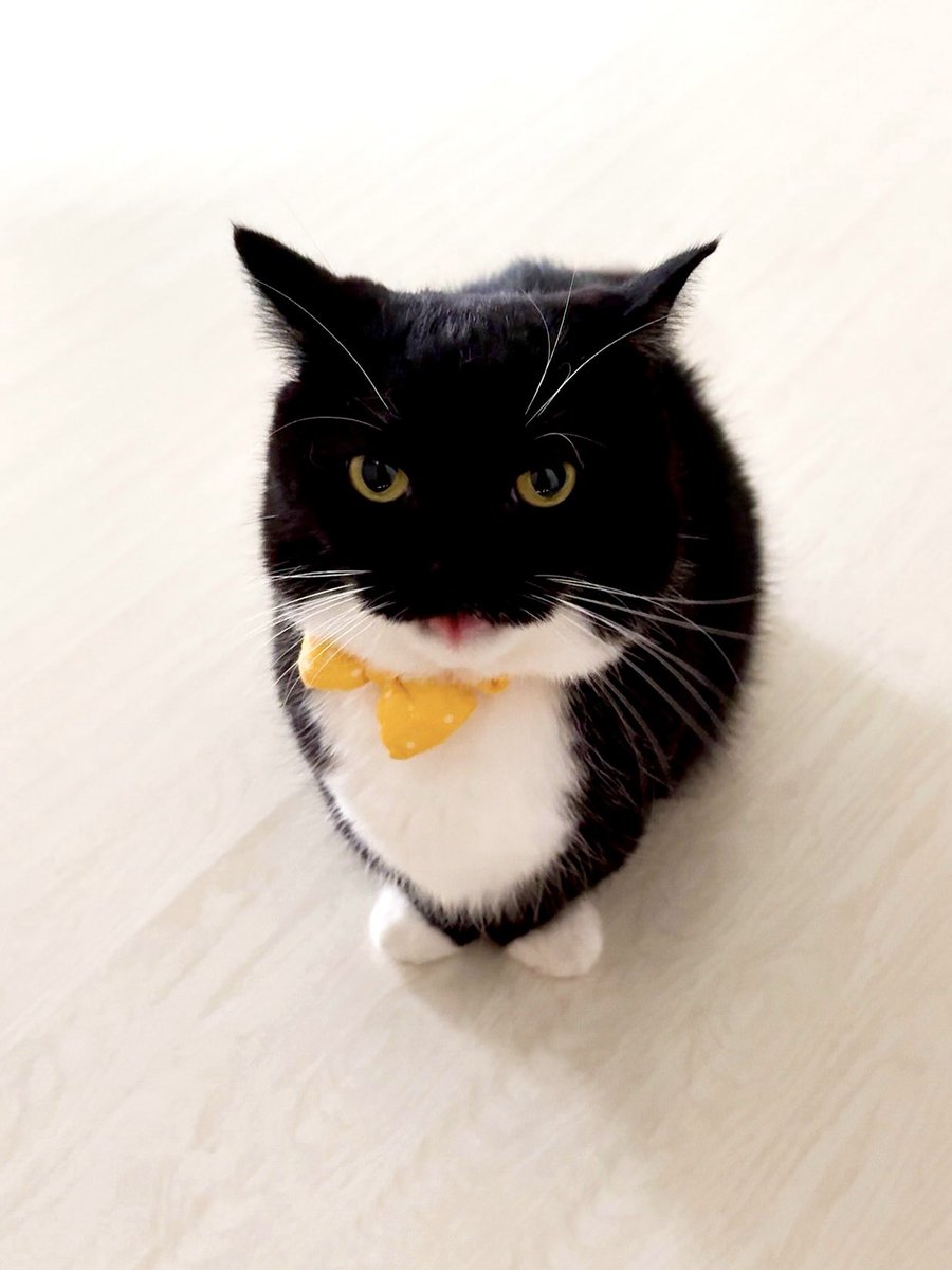 ぺろっ

Blep :3