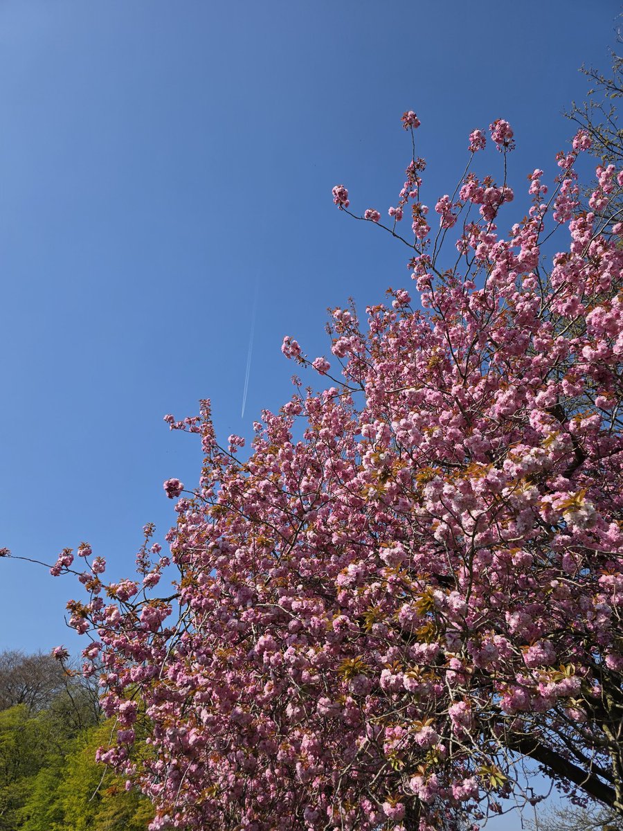 itsArslaan's tweet photo. Spring is in full bloom! 🌸 Couldn't resist sharing this burst of pink against the beautiful blue sky. Hope it brings a little joy to your day! #SpringVibes #CherryBlossom #NaturePhotography https://t.co/eu7f8DqSJK