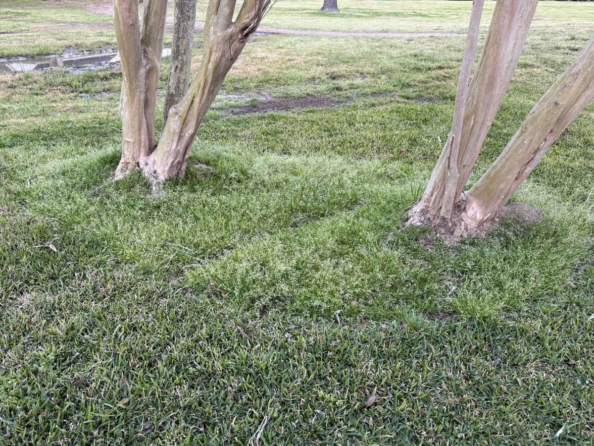 GreauxGrass's tweet image. Poa happy to invade the bare soil beneath these crepe myrtles. Much less, if any, in surrounding St. Aug. Dense turf coverage remains a great defense against weeds. Wouldn’t be S. Louisiana without some waterlogged soil in the background for good measure.