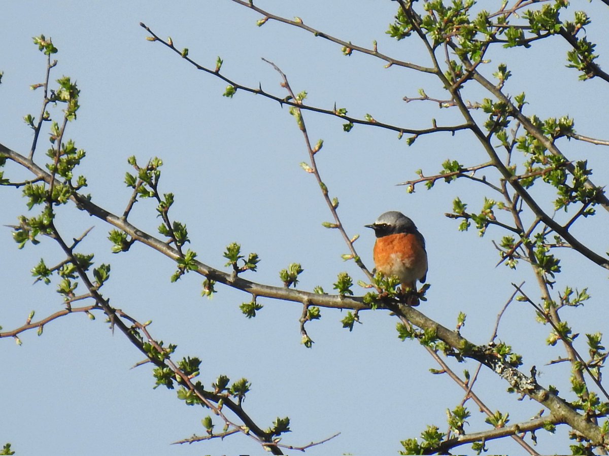 Two male Redstarts on south Dartmoor first thing. My earliest #patchbirding record by six days. A Willow Warbler passing through the garden mid-morn was only my second in six years #birding #ukbirding #birds