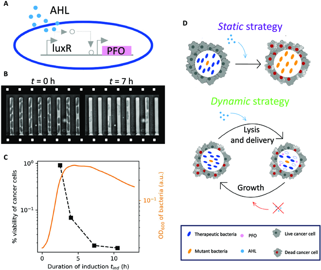 BioDesignR's tweet photo. Optimize engineered bacteria for cancer therapy via dynamic gene modulation! #EngineeredBacteria #CancerTherapy #GeneModulation
Details: https://t.co/qUExrLrkhC https://t.co/faGrul8LyX