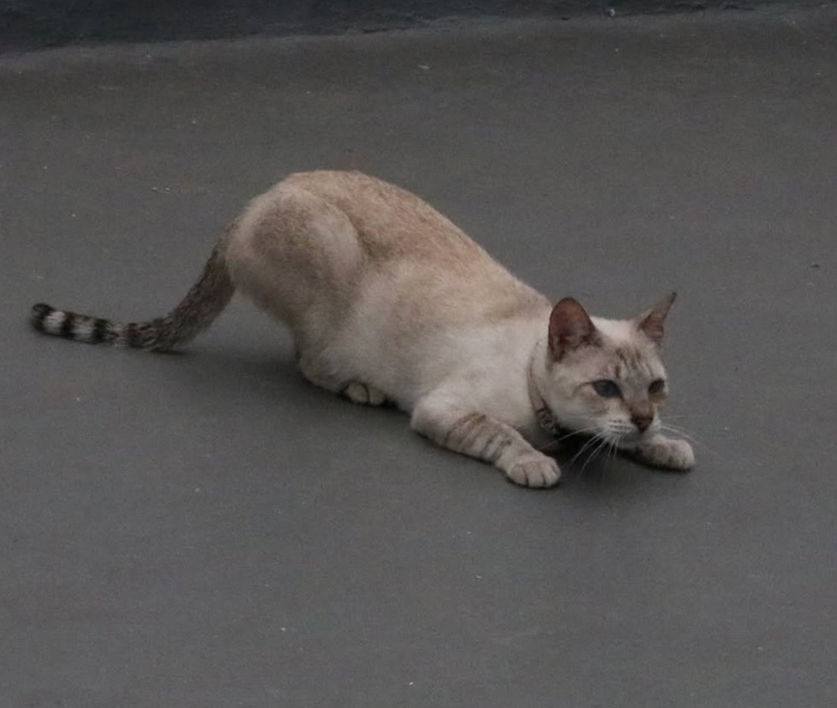 catlandrescue's tweet photo. Nikuman fofinha morava com duas protetoras de animais que acabaram ficando com problemas de saúde e não podiam mais cuidar dos felinos que resgataram. Agora ela tá aqui esbanjando beleza e gostosura na nossa sede!

adote@catland.org.br https://t.co/hMCZ3M6O4a