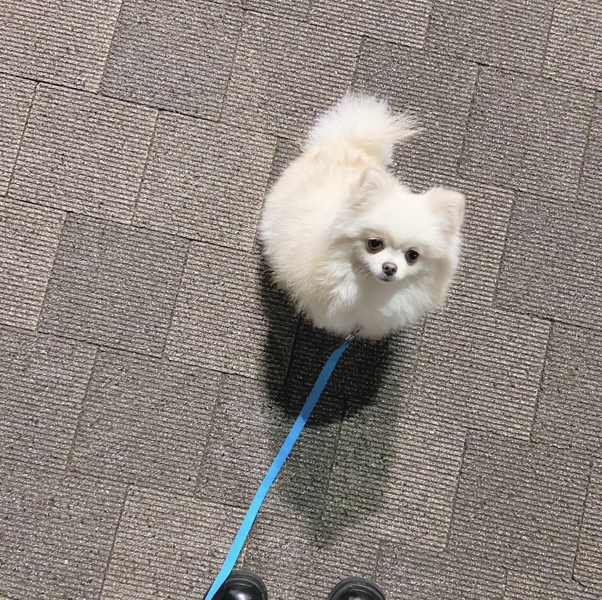 Muffin20236's tweet photo. 今日も歩きたくないの
いやいや期かな☁️
#Dog  #拒否犬 #いやいや #かわいい https://t.co/nc2REA0gz8