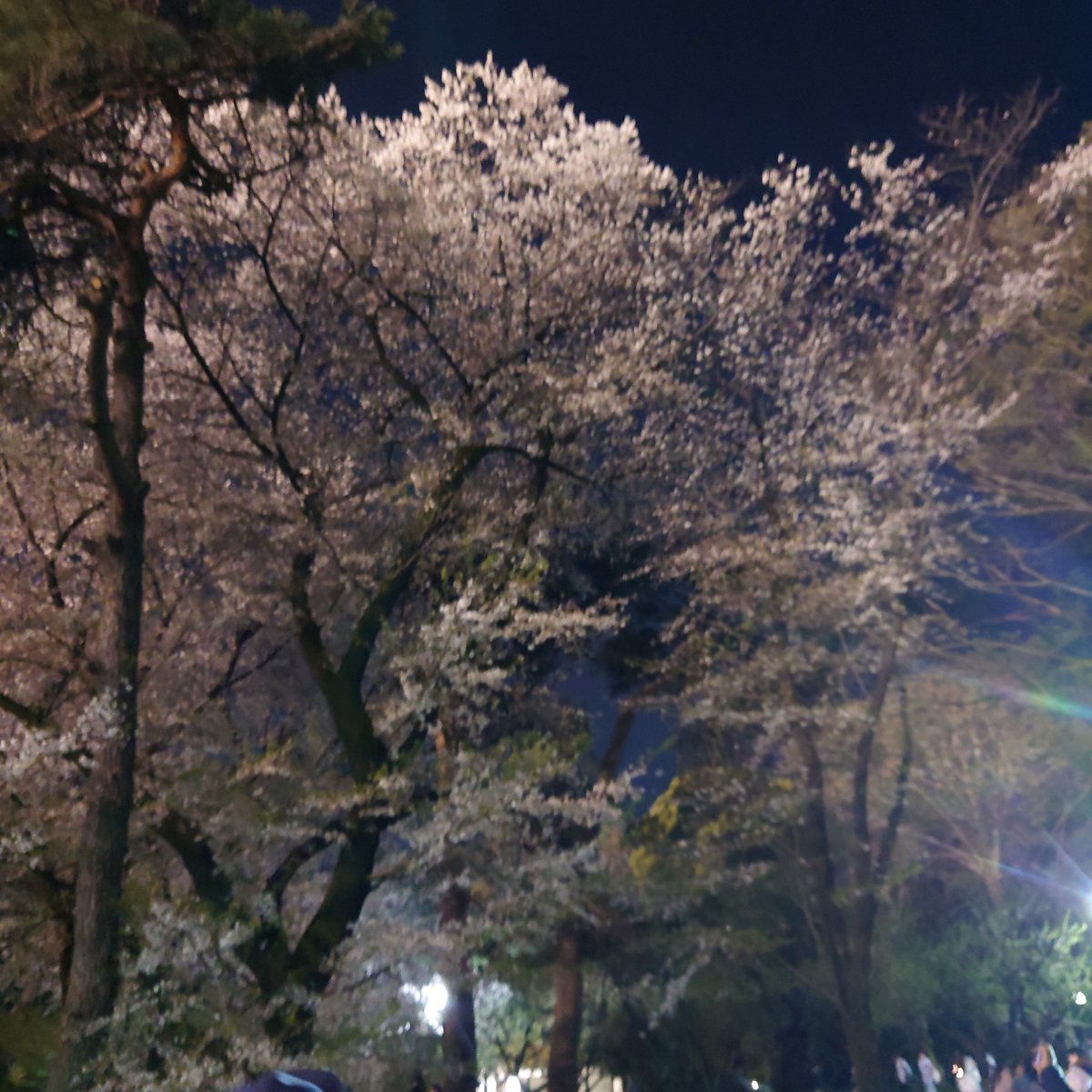 gggotou510's tweet photo. 夜桜見て🌸
終バスに間に合うように帰宅🚌
今日は大宮まで夜桜見に行ったんだ…
きっと。。。
打てん中止😔 https://t.co/MXXrChpfYY