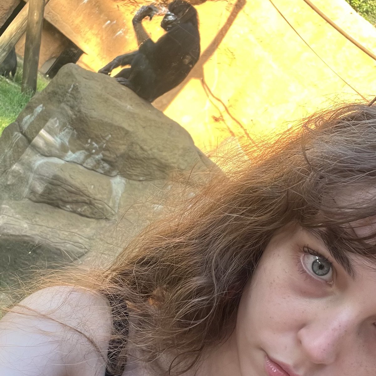 _anaeulalia's tweet photo. AMO LEAO!!!!
AMO AXOLOTE!!!!
AMO GIRAFA!!!!
odeio macaco https://t.co/tXJv73giK3