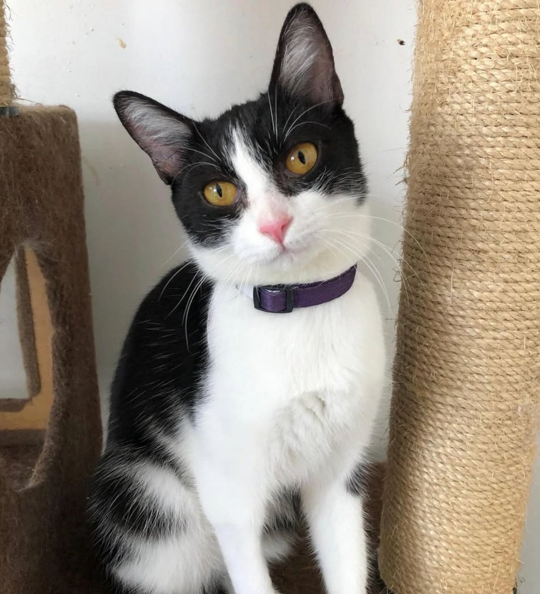 catlandrescue's tweet photo. Bahama nasceu na casa de uma senhora que não podia cuidar dela. Ela é pequenininha e doce, muito carinhosa e adora carinhos. Posou direitinho para a foto, porque tem certeza de que sua família irá gostar desse post e correr para visitá-la!

adote@catland.org.br https://t.co/zoQK40eBgg