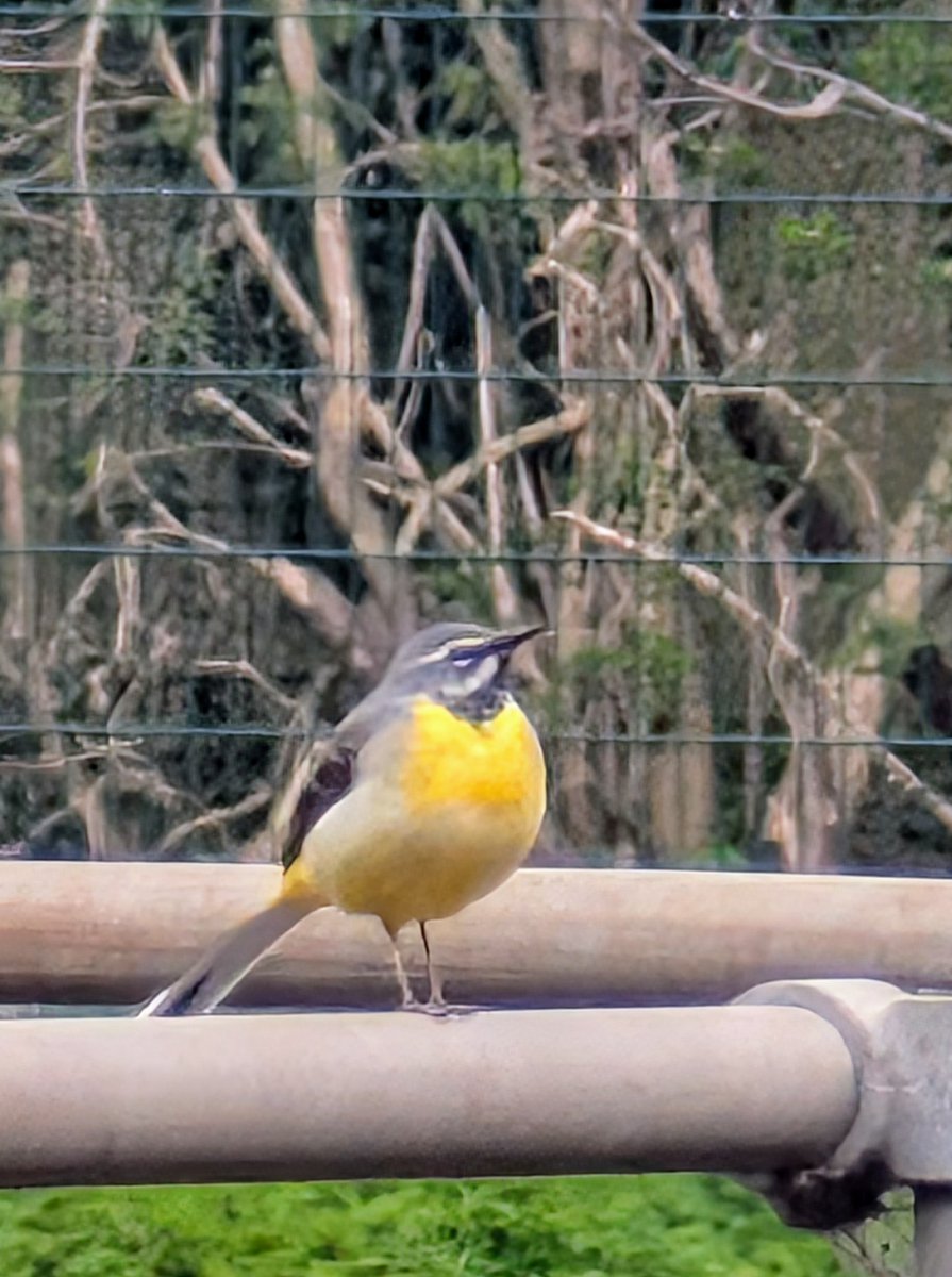 Spotted at a wastewater pumping station in Kent, this Grey Wagtail sat perfectly still while one of our engineers snapped a pic!🕊️ Remember to share your wildlife pics with us using the tag #SWSnaps.