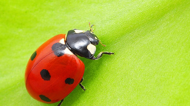 ChristianJMlle2's tweet photo. Endlich! Die #marienkäfer #Koalition: #rot mit ein paar #schwarzen Punkten auf #grünem Grund.
#GroKo #schwarzrot #rotschwarz #CDUCSUSPD
#CDU #CSU #SPD #Merz #Klingbeil #Soeder #Esken
#Merzkannesnicht #merzthewizard #MerzNichtMeinKanzler https://t.co/EySzF04uCJ