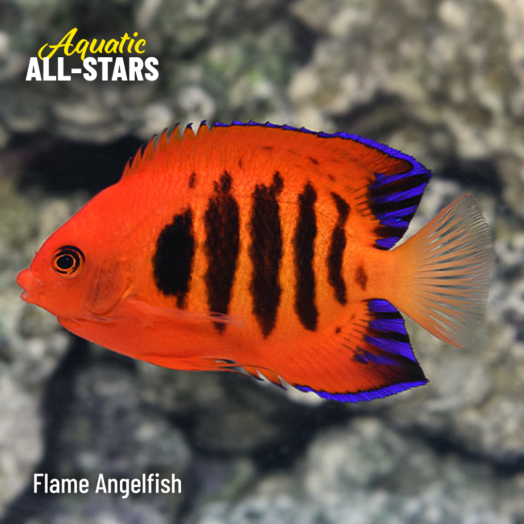 LiveAquaria's tweet photo. These are the saltwater and freshwater aquatic life our customers adore. Browse the current inventory and enjoy savings on select species.
https://t.co/wBAFCPPmYp
#saltwater #freshwater #reef #reefsafefish #aquaticlife #fishsale #invert #invertsale #coral #coralfrag #coralsale https://t.co/ip1ktf8zqu