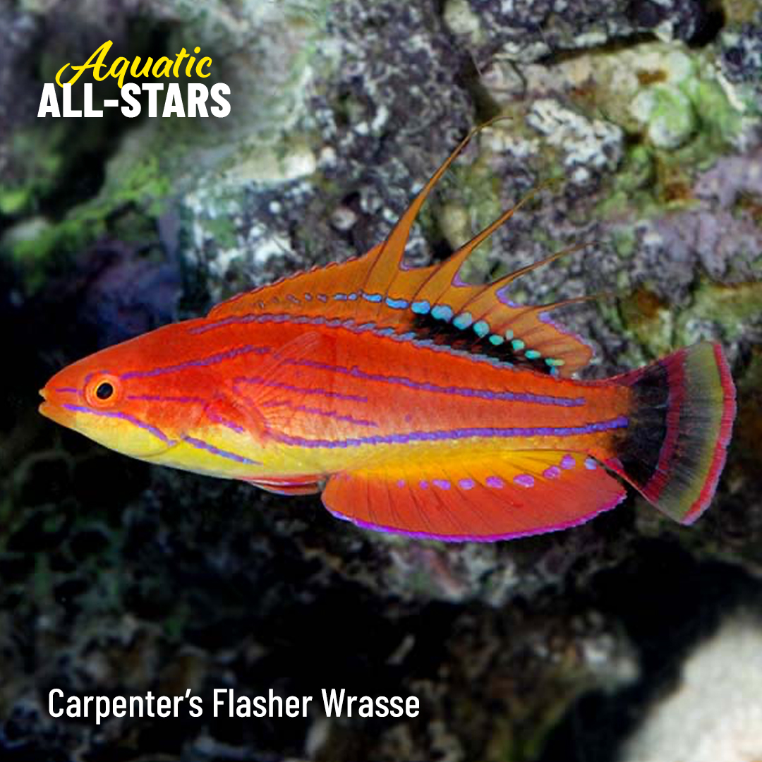 LiveAquaria's tweet photo. These are the saltwater and freshwater aquatic life our customers adore. Browse the current inventory and enjoy savings on select species.
https://t.co/wBAFCPPmYp
#saltwater #freshwater #reef #reefsafefish #aquaticlife #fishsale #invert #invertsale #coral #coralfrag #coralsale https://t.co/ip1ktf8zqu