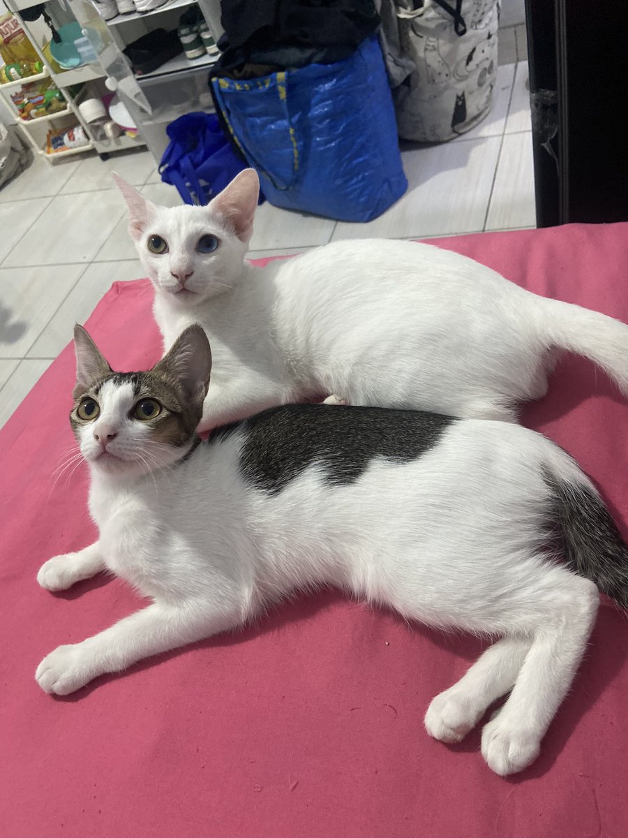 crunchypraline's tweet photo. *Open Adopt For Free*
Halo,sedii tp aku open adopt ya ada 3 kucing yg putih besar betina , putih dengan odd eye jantan (6 bln) yg hitam putih betina juga ( 6 bln).Alasannya srg ditegur sama ibu kos krn mereka aktif bgt,kalau pndh kosan susah cari yg dkt sm tmpt krj :(

📍 jakbar https://t.co/kXWJgDAi7F