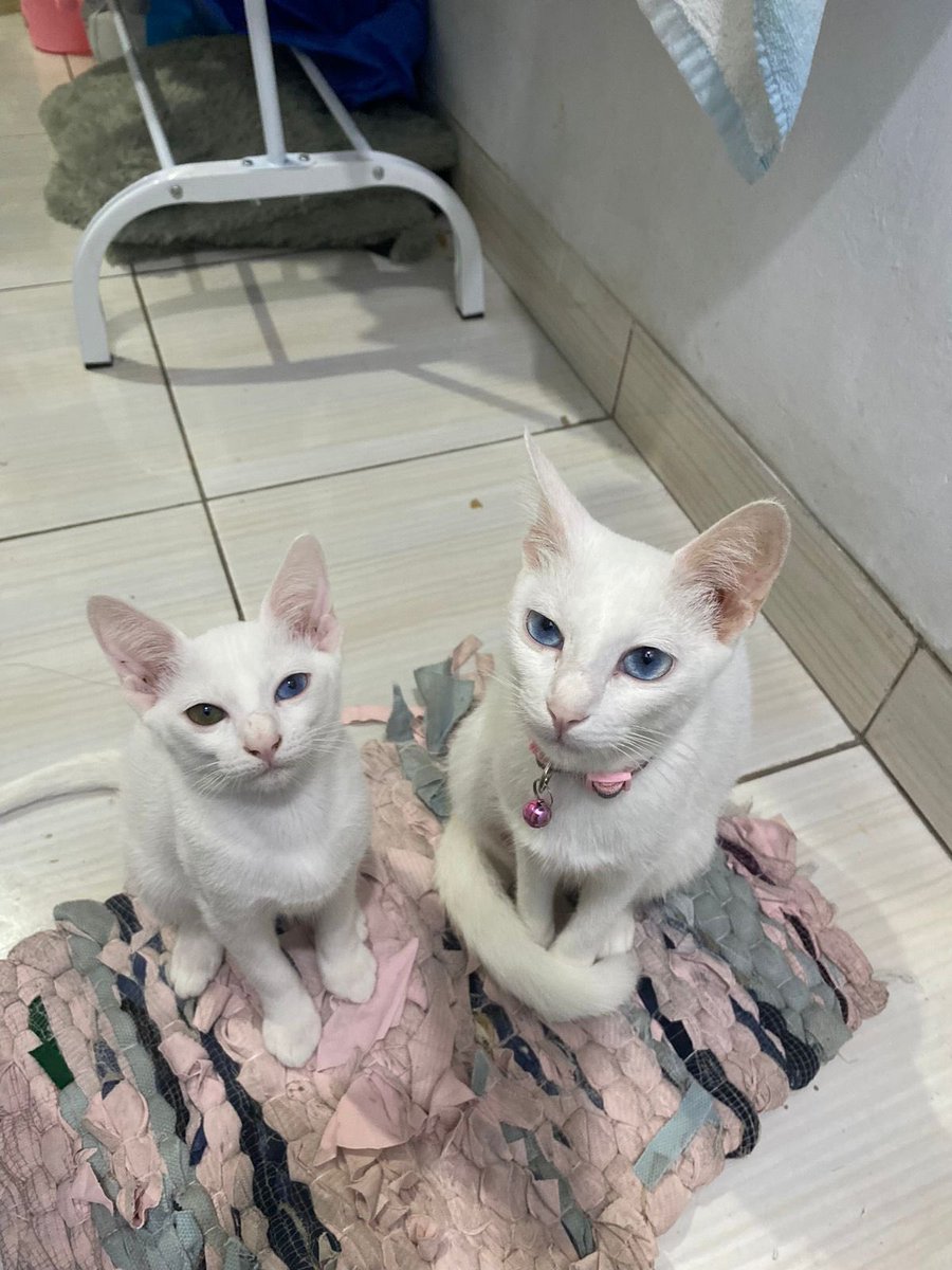 crunchypraline's tweet photo. *Open Adopt For Free*
Halo,sedii tp aku open adopt ya ada 3 kucing yg putih besar betina , putih dengan odd eye jantan (6 bln) yg hitam putih betina juga ( 6 bln).Alasannya srg ditegur sama ibu kos krn mereka aktif bgt,kalau pndh kosan susah cari yg dkt sm tmpt krj :(

📍 jakbar https://t.co/kXWJgDAi7F