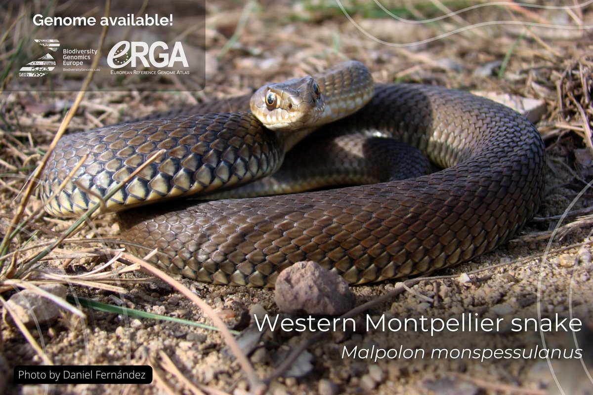 Biodiversity Genomics Europe (BGE) (@biogeneurope) on Twitter photo Discover the #referencegenome of the Western Montpellier #snake: a key to understanding #venom evolution!🧬
🔗Blog by <a href="/IBE_Barcelona/">Institute of Evolutionary Biology (IBE)</a> researcher Salvador Carranza: biodiversitygenomics.eu/2025/04/09/unr…
🔗Genome report: preprints.arphahub.com/article/155085/
<a href="/IBE_Barcelona/">Institute of Evolutionary Biology (IBE)</a> <a href="/CSICdivulga/">CSIC Divulga</a> <a href="/CSIC/">CSIC</a> <a href="/cnag_eu/">CNAG</a> #DNA Discover the #referencegenome of the Western Montpellier #snake: a key to understanding #venom evolution!🧬
🔗Blog by <a href="/IBE_Barcelona/">Institute of Evolutionary Biology (IBE)</a> researcher Salvador Carranza: biodiversitygenomics.eu/2025/04/09/unr…
🔗Genome report: preprints.arphahub.com/article/155085/
<a href="/IBE_Barcelona/">Institute of Evolutionary Biology (IBE)</a> <a href="/CSICdivulga/">CSIC Divulga</a> <a href="/CSIC/">CSIC</a> <a href="/cnag_eu/">CNAG</a> #DNA