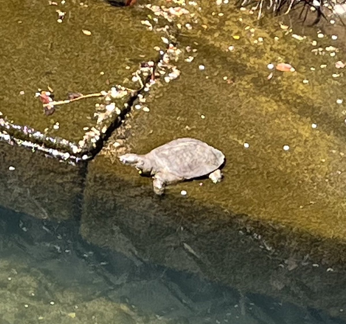 reddragon7🐟 (@7_reddragon) / Posts / X