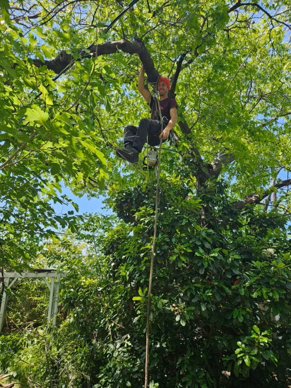 TheBarnWorld's tweet photo. Barn Update: We've just pruned trees to promote robust growth and enhance fruit yield, tackle dead or diseased branches, and maintain safety for all. 

Regenerative practices align with local ecosystems and require minimal maintenance. #localharvest #localfoodnear #farmschool https://t.co/hSOyliSNB7