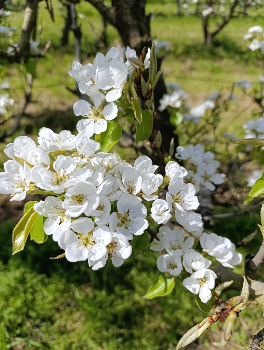 aralleida's tweet photo. Aquest cap de setmana tanquem el cicle de floració a 📌l’URGELL! Encara ets a temps de viure l’experiència entre fruiters florits 🍑 amb una visita guiada i teatralitzada a Tornabous🤗. T’esperem 12 i 13 d’abril a les 10 h, no hi faltis! #FloracioADNLleida 🌸 #BiosphereGoldDestination🌱
ℹ️ https://t.co/Db44V3nTWZ
