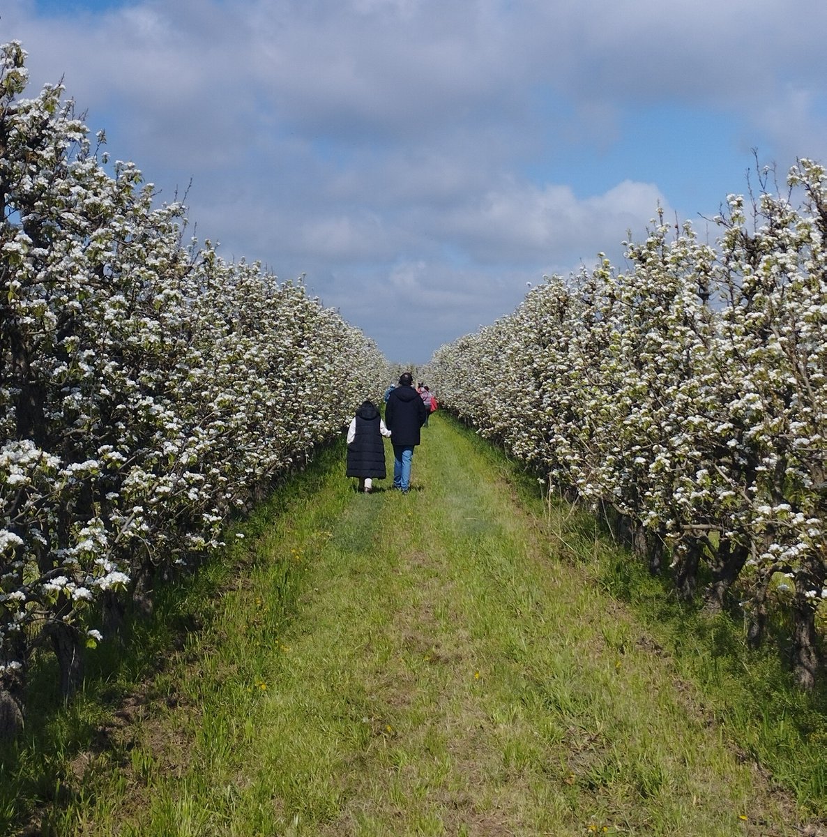 aralleida's tweet photo. Aquest cap de setmana tanquem el cicle de floració a 📌l’URGELL! Encara ets a temps de viure l’experiència entre fruiters florits 🍑 amb una visita guiada i teatralitzada a Tornabous🤗. T’esperem 12 i 13 d’abril a les 10 h, no hi faltis! #FloracioADNLleida 🌸 #BiosphereGoldDestination🌱
ℹ️ https://t.co/Db44V3nTWZ