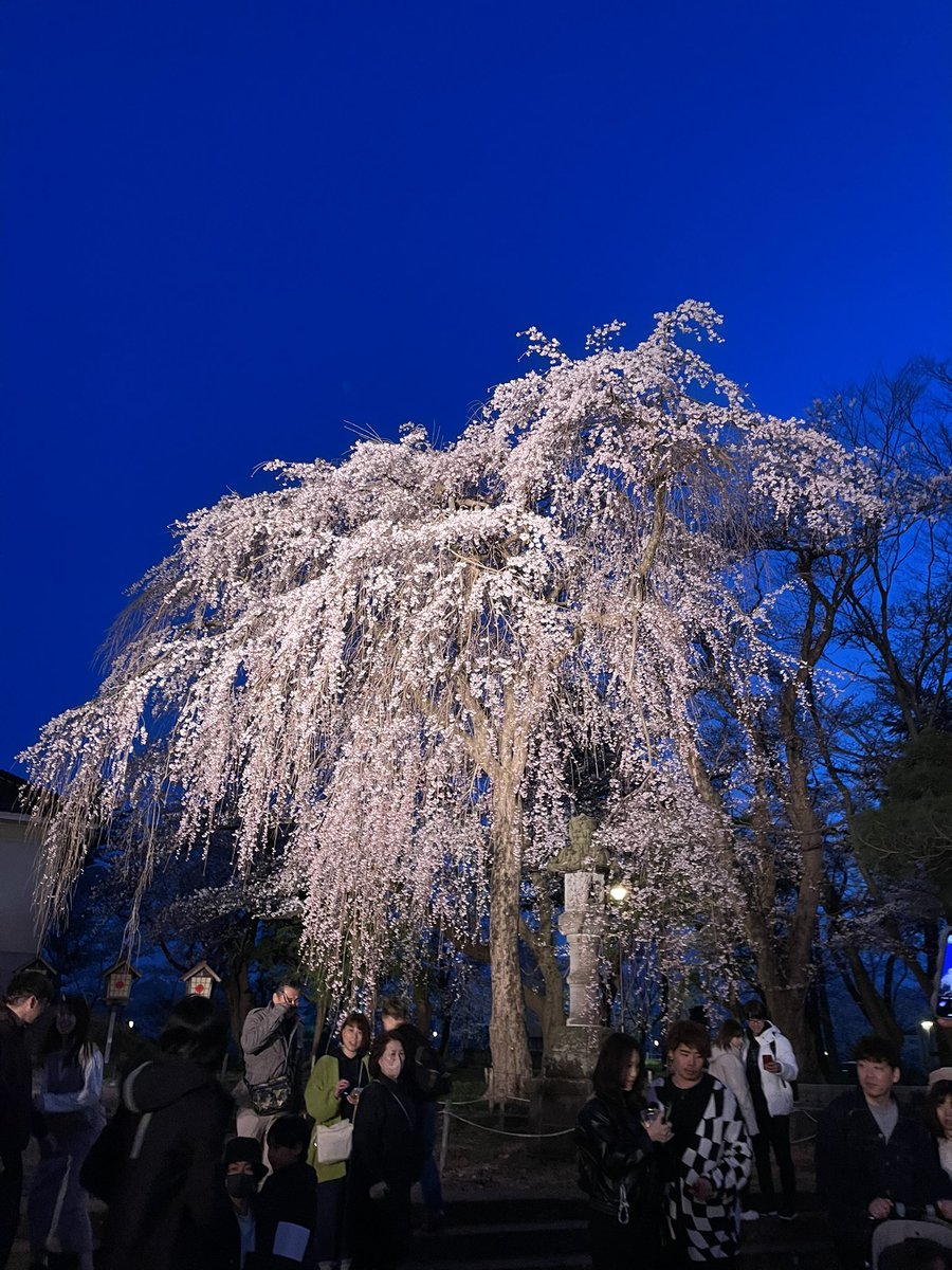 takeuchi50's tweet photo. 最���の夜桜日和 https://t.co/kznJYmdz6S
