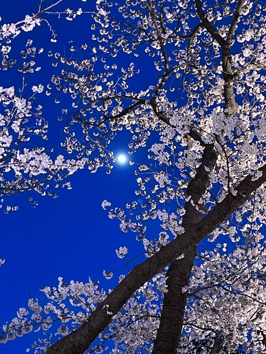 takeuchi50's tweet photo. 最���の夜桜日和 https://t.co/kznJYmdz6S
