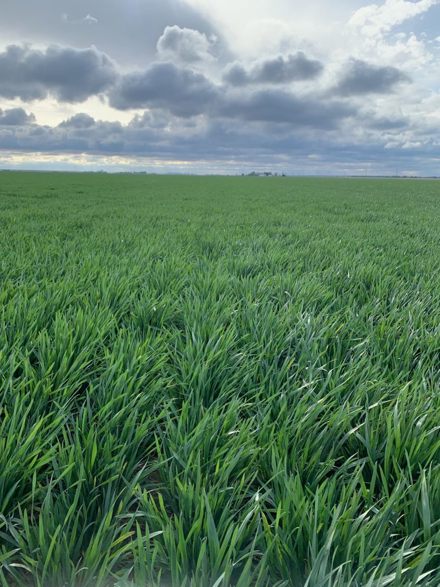 HaFa Industries Inc tweet media