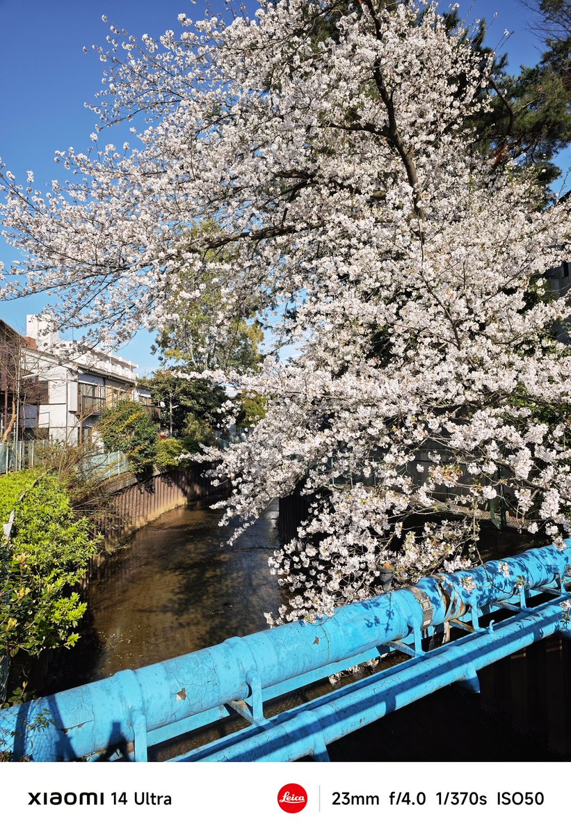 hiro_sj30's tweet photo. 大泉学園界隈の桜景色。
光学で12〜120mmが使えて、グリップとシャッターボタンとダイヤルまであると、スナップはもう #Xiaomi14Ultra だけでイイかなと思うけど、やっぱり中判とフルサイズのデジタル一眼も持ち出してしまう。 #xiaomi #練馬区 #スマホ撮影 #桜フォトグラフ #大泉学園 #桜 https://t.co/56jY8wztXU